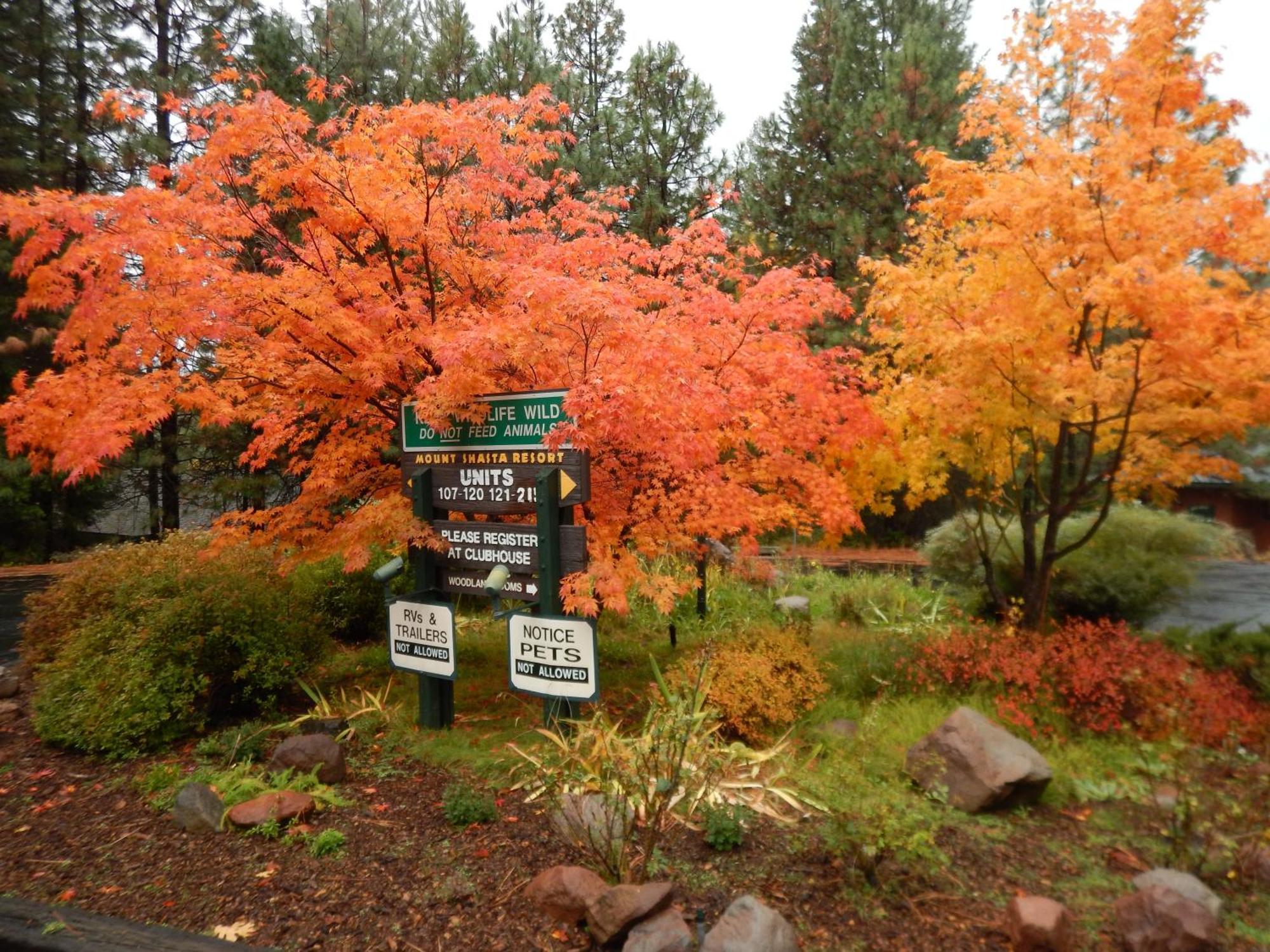 Mount Shasta Resort Exterior foto